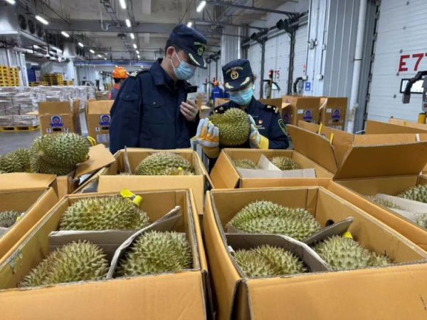 利创智投 1600吨榴莲到了！预计本月中下旬降价